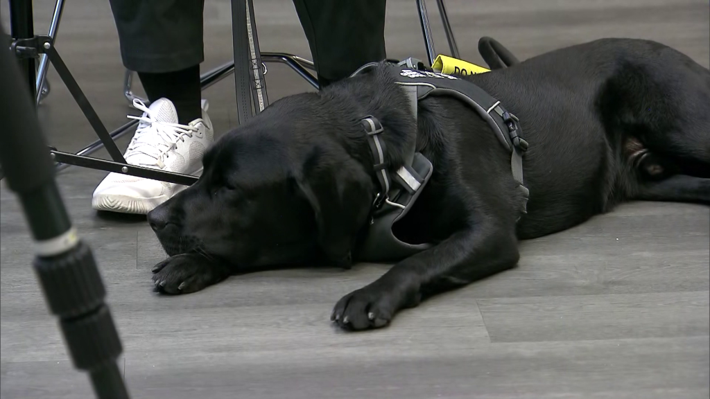 New West graduation celebrates guide dogs