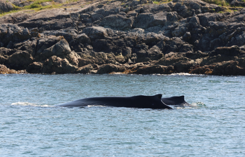 “Black Pearl” and her 2024 calf. (Photo: Brooke McKinley, Outer Island Excursions)