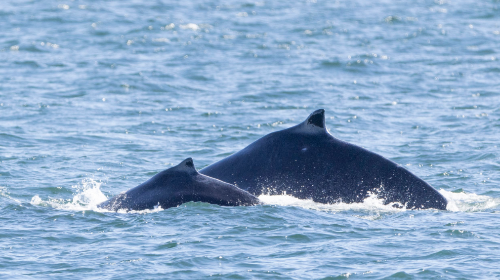First humpback whale calf of 2024 spotted in Salish Sea