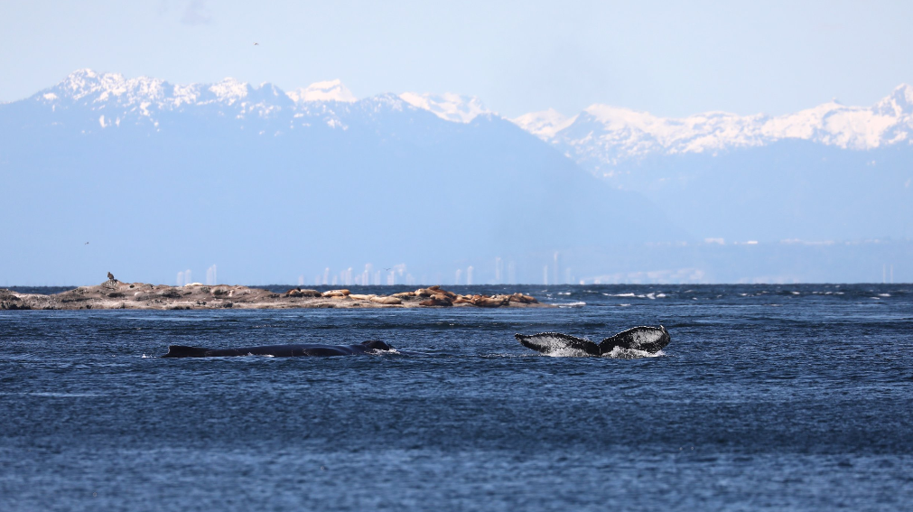 Humpback whales “Zig Zag” and “Big Mama”. (Photo: Mark Malleson, Prince of Whales Whale Watching)