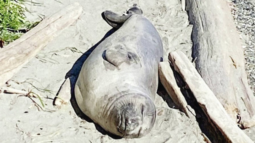 Emerson the elephant seal lays on a beach on Vancouver Island. Oak Bay police say they shut Beach Drive for a few hours on April 28, 2024, as Emerson made his way back into the water.