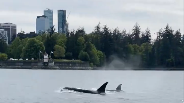 Pod of orcas spotted in Vancouver Harbour