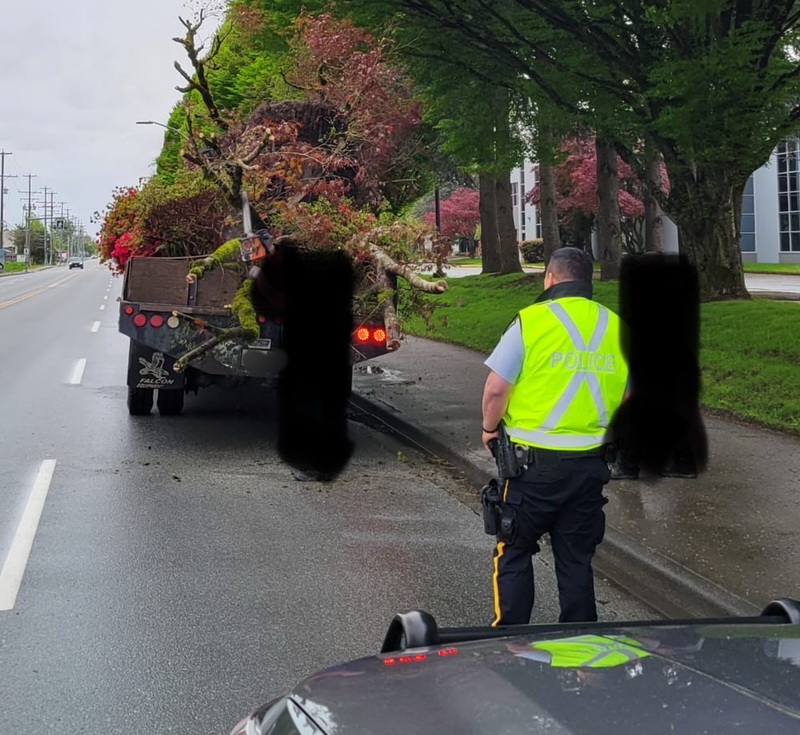 A commercial truck driver transporting what has been described by the Richmond RCMP as an 'unsecured load' was pulled over and fined in April 2024. Images show trees on the flatdeck of the truck, with some branches dragging behind the vehicle.