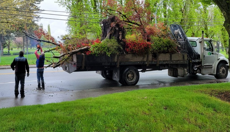 A commercial truck driver transporting what has been described by the Richmond RCMP as an 'unsecured load' was pulled over and fined in April 2024. This picture shows someone cutting the wayward branches that were hanging behind the vehicle.