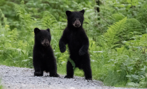 As reports of bear sightings increase, RCMP out with a warning