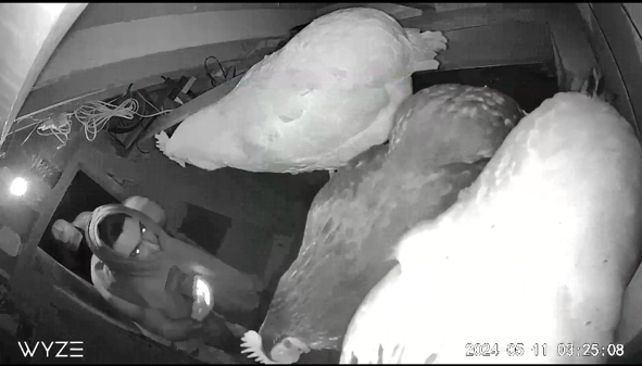 CCTV footage stills of suspects entering a chicken coop in North Vancouver on May 11, 2024. The RCMP says a chicken named snowflake was taken.