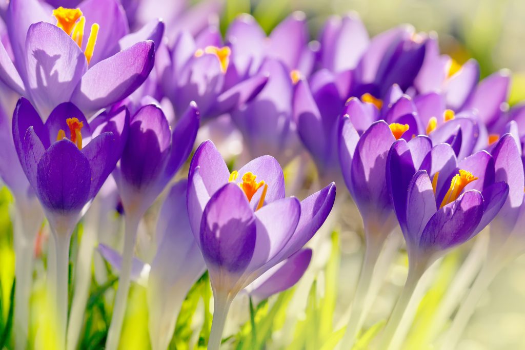 Coquitlam child's heartfelt apology for picking Mundy Park flower impresses mayor