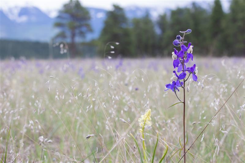 Important bird habitat now being protected near Cranbrook