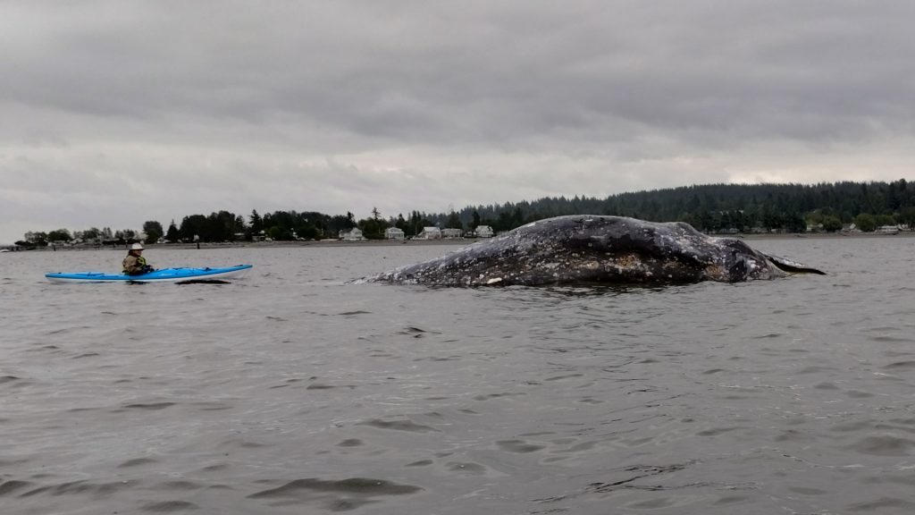 A deceased whale washed up on the mud flats near Crescent Beach at the beginning of June 2024. The DFO says it is going to perform at necropsy to determine the cause of death.