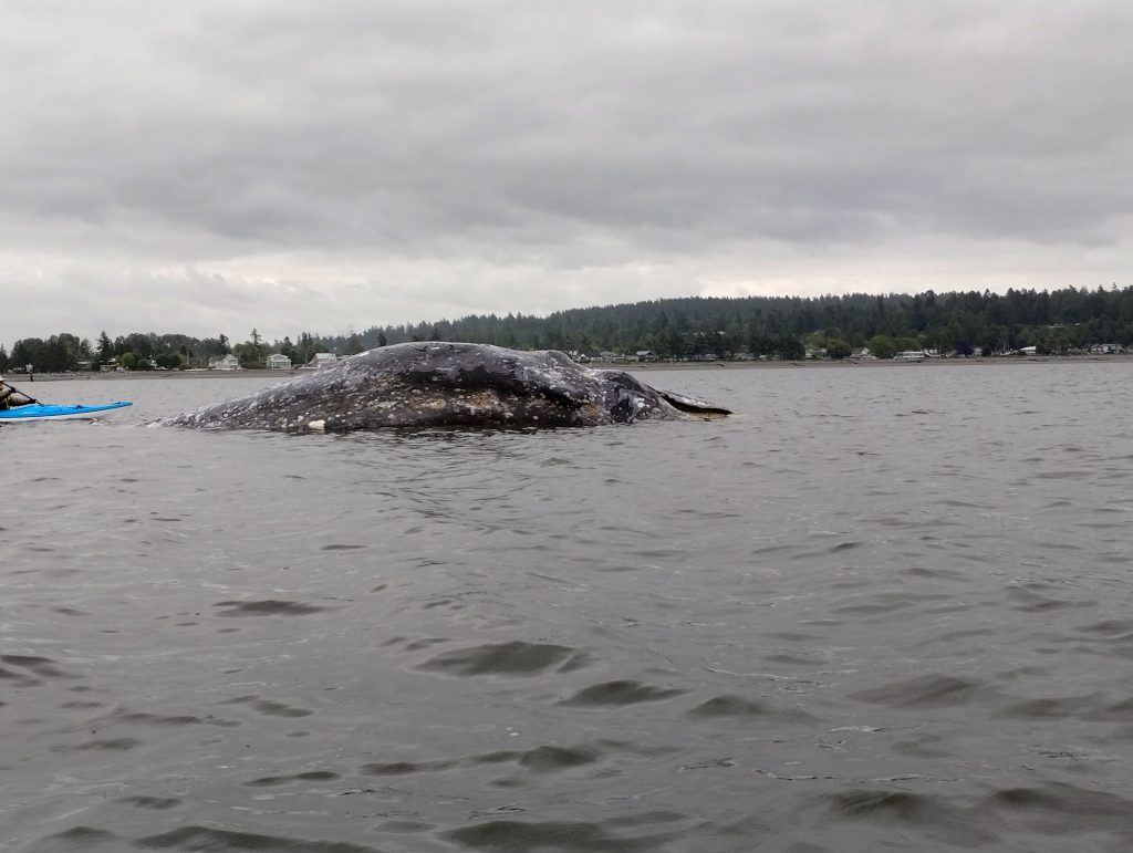 A deceased whale washed up on the mud flats near Crescent Beach at the beginning of June 2024. The DFO says it is going to perform at necropsy to determine the cause of death. 