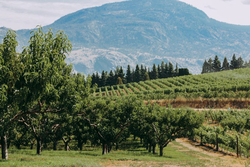 Okanagan fruit trees in the summer time. Due to extreme weather, one Fraser Valley grocer says it won't be stocking Okanagan stone fruit this year. (Courtesy Lepp Farm Market)