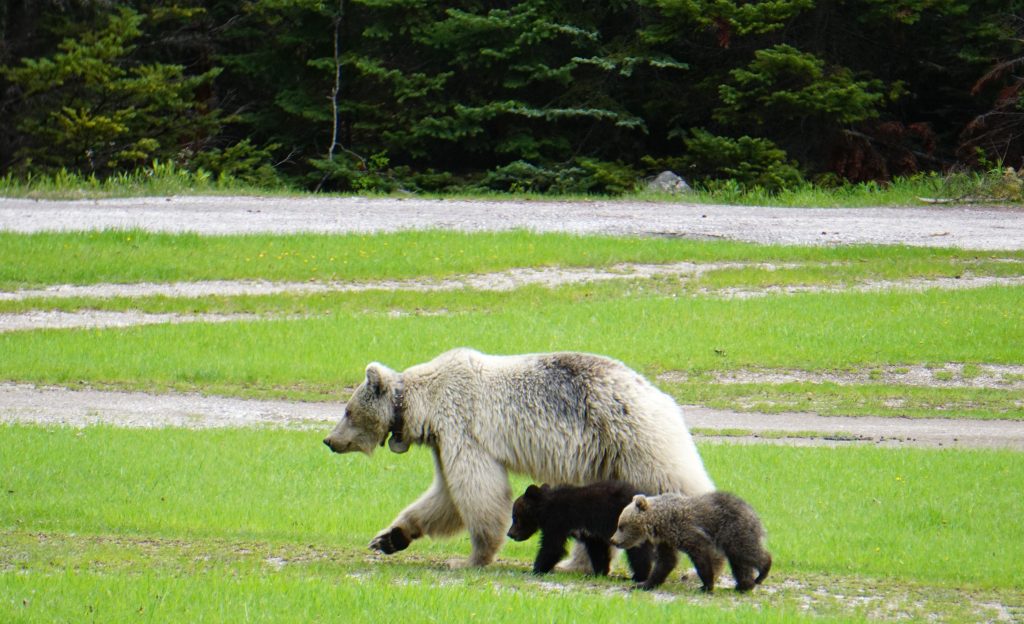Parks Canada says a rare white grizzly bear and her cubs have died after separate car crashes in Yoho National Park, B.C., on June 6, 2024. The bear, designated GB178 and known as "Nakoda," is seen with her cubs in an undated handout photo.