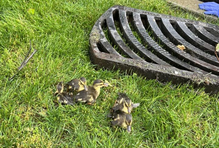 Several ducklings got caught in a storm drain in Surrey on June 11, 2024. Firefighters came to the rescue, helping each of the birds out to safety.