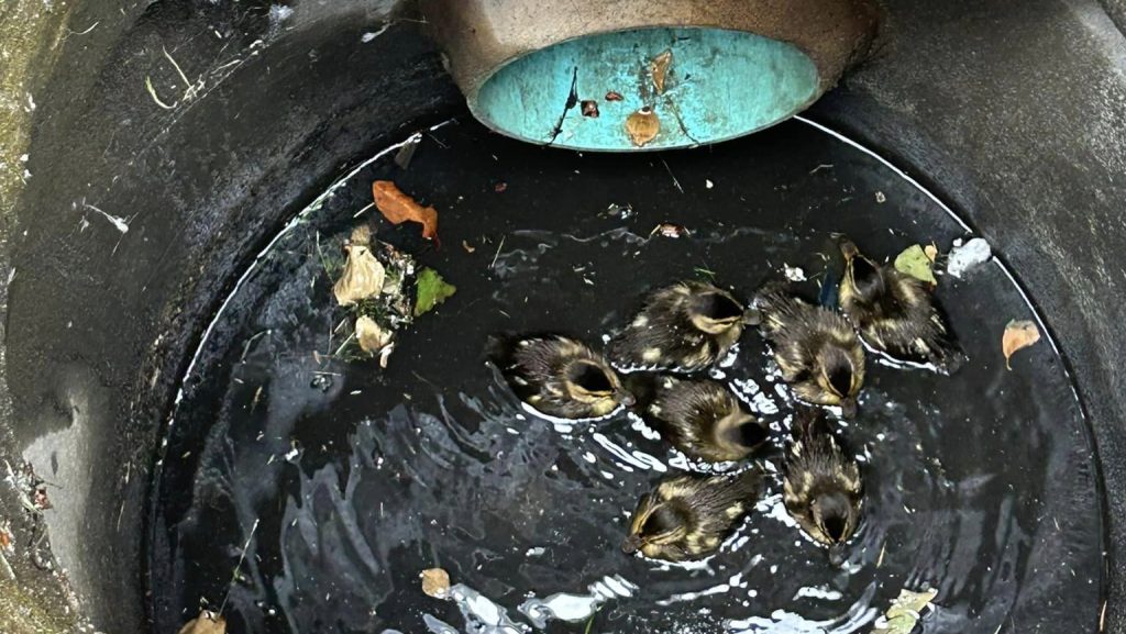 Several ducklings got caught in a storm drain in Surrey on June 11, 2024. Firefighters came to the rescue, helping each of the birds out to safety.