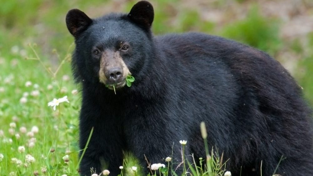 A black bear in a field eating grass