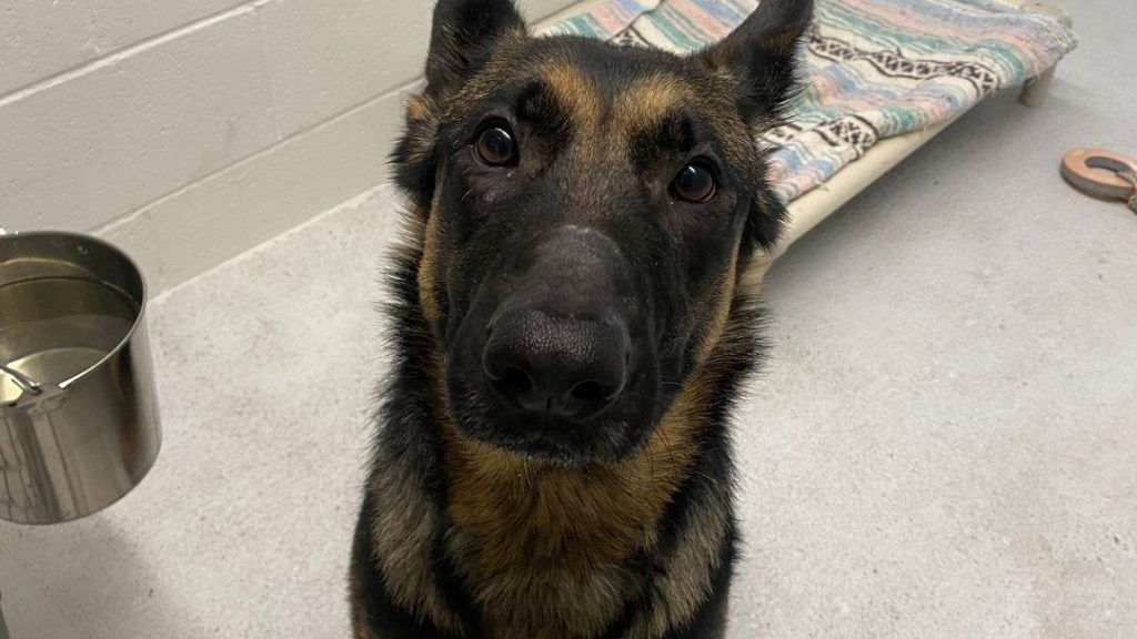 A German shepherd dog in a BC SPCA kennel