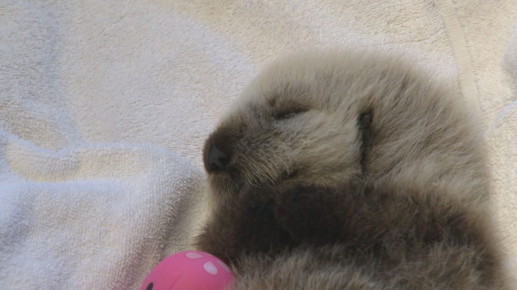 An orphaned otter cub from Tofino is see in Vancouver on Wednesday June 19, 2024