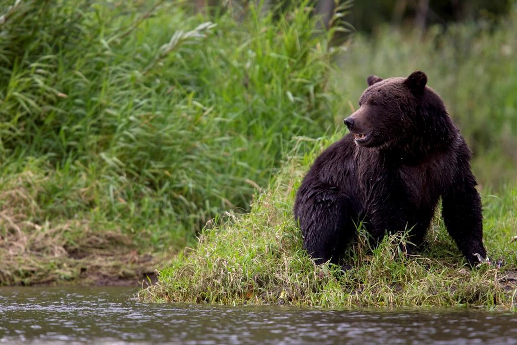 Port Moody man fined $7,000 for killing grizzly bear