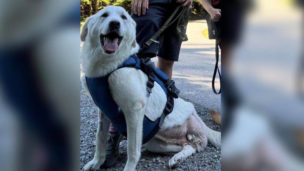 A family has reached out online for help locating their family pooch, a three-legged dog named Judith.