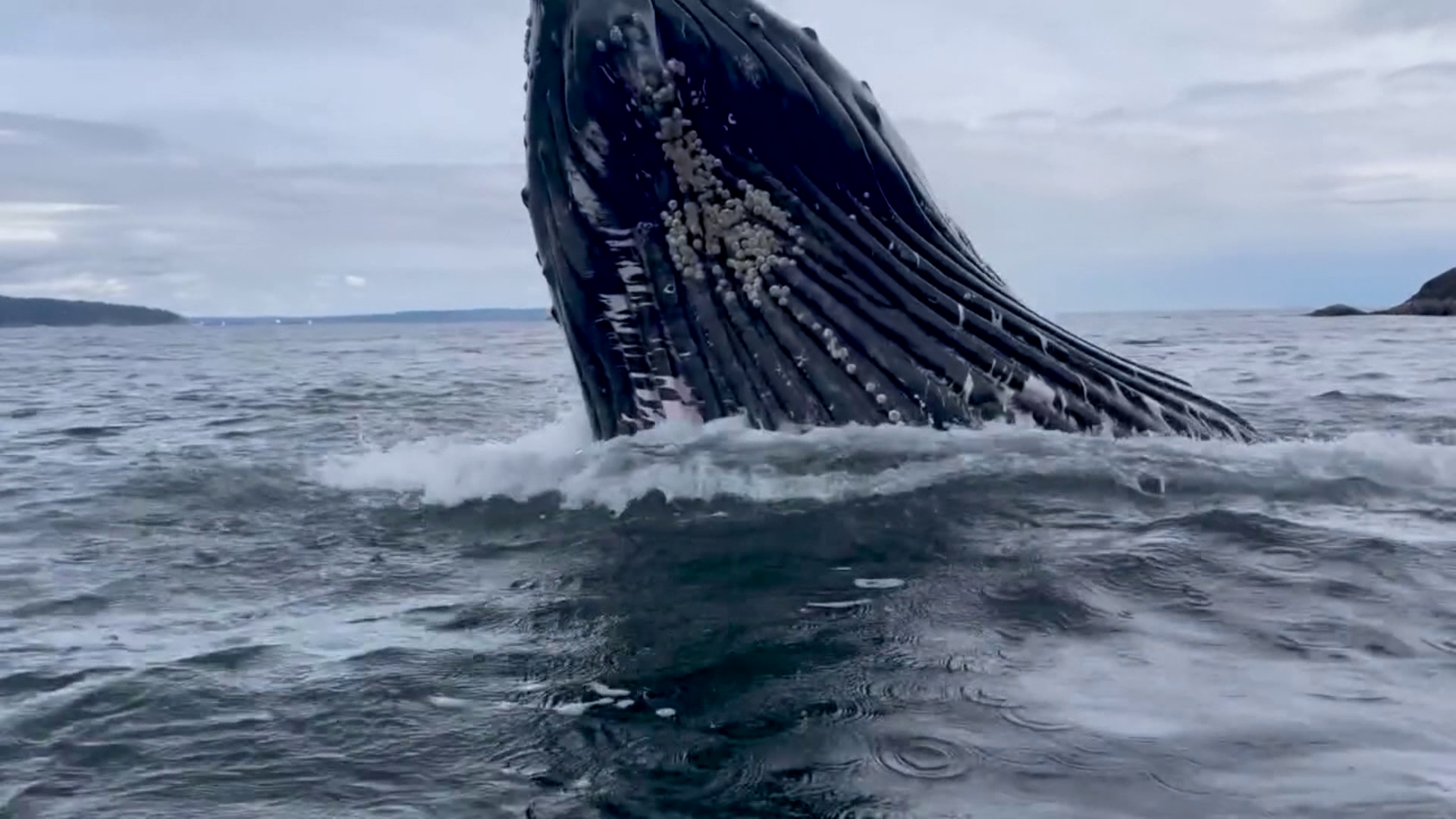 Dangerously close encounter with Humpback in Bowen Island