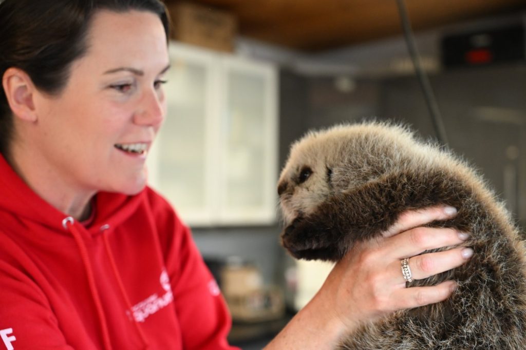 A rescuer holds up a sea otter pup