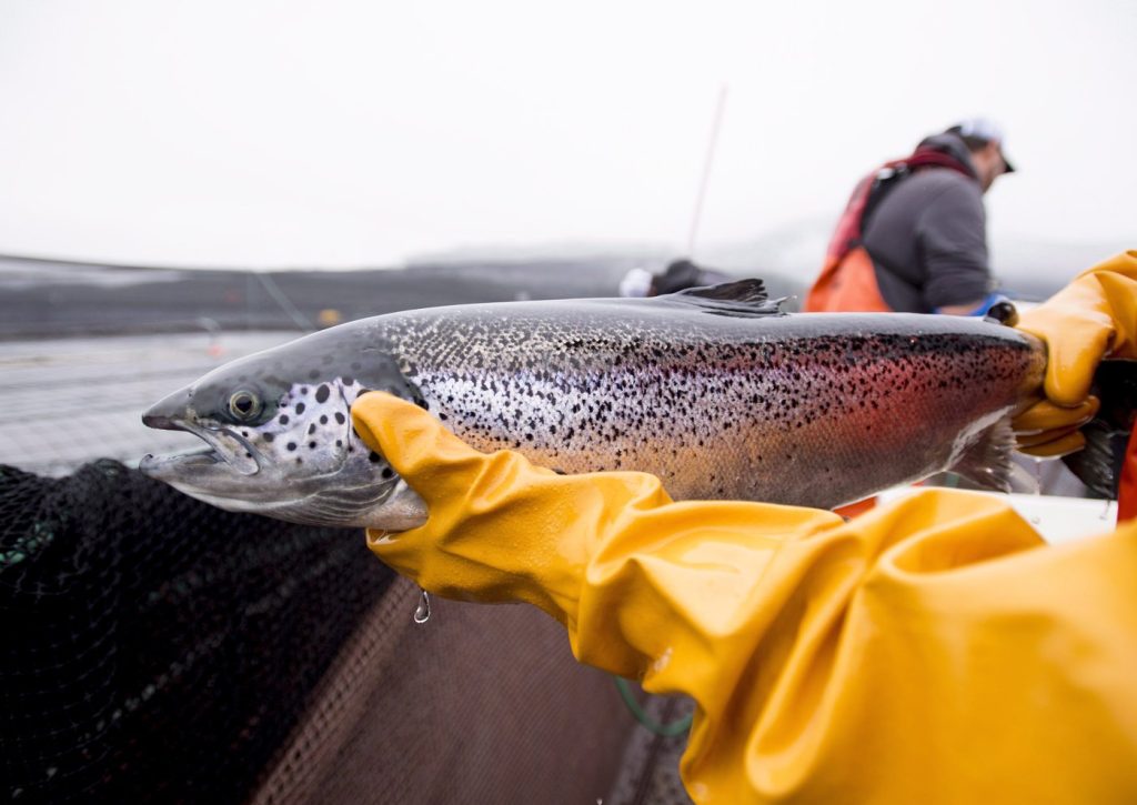 Federal Court rejects bid to review not renewing licences of B.C. salmon farms