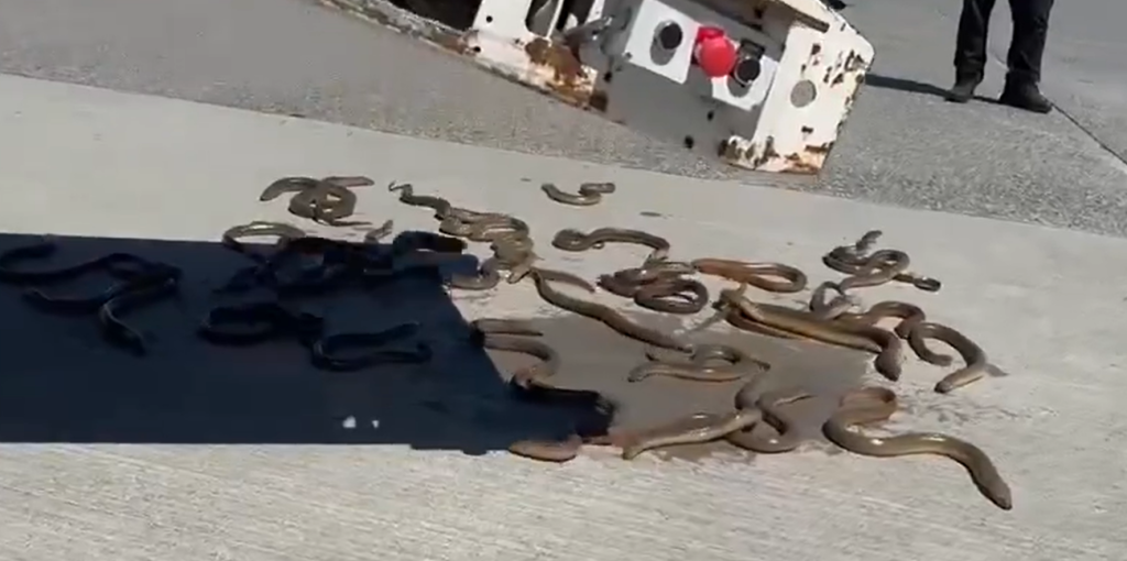 A screenshot of a video shared on social media of eels that spilled onto the apron at Vancouver International Airport on July 7, 2024.