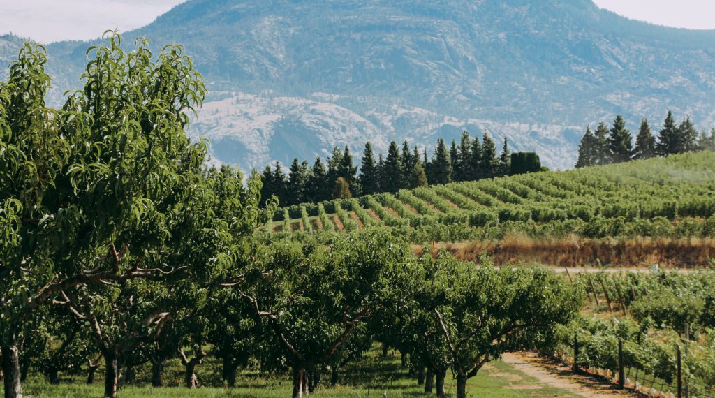 'It's bleak': Okanagan stone fruit farmers sound alarm about state of industry