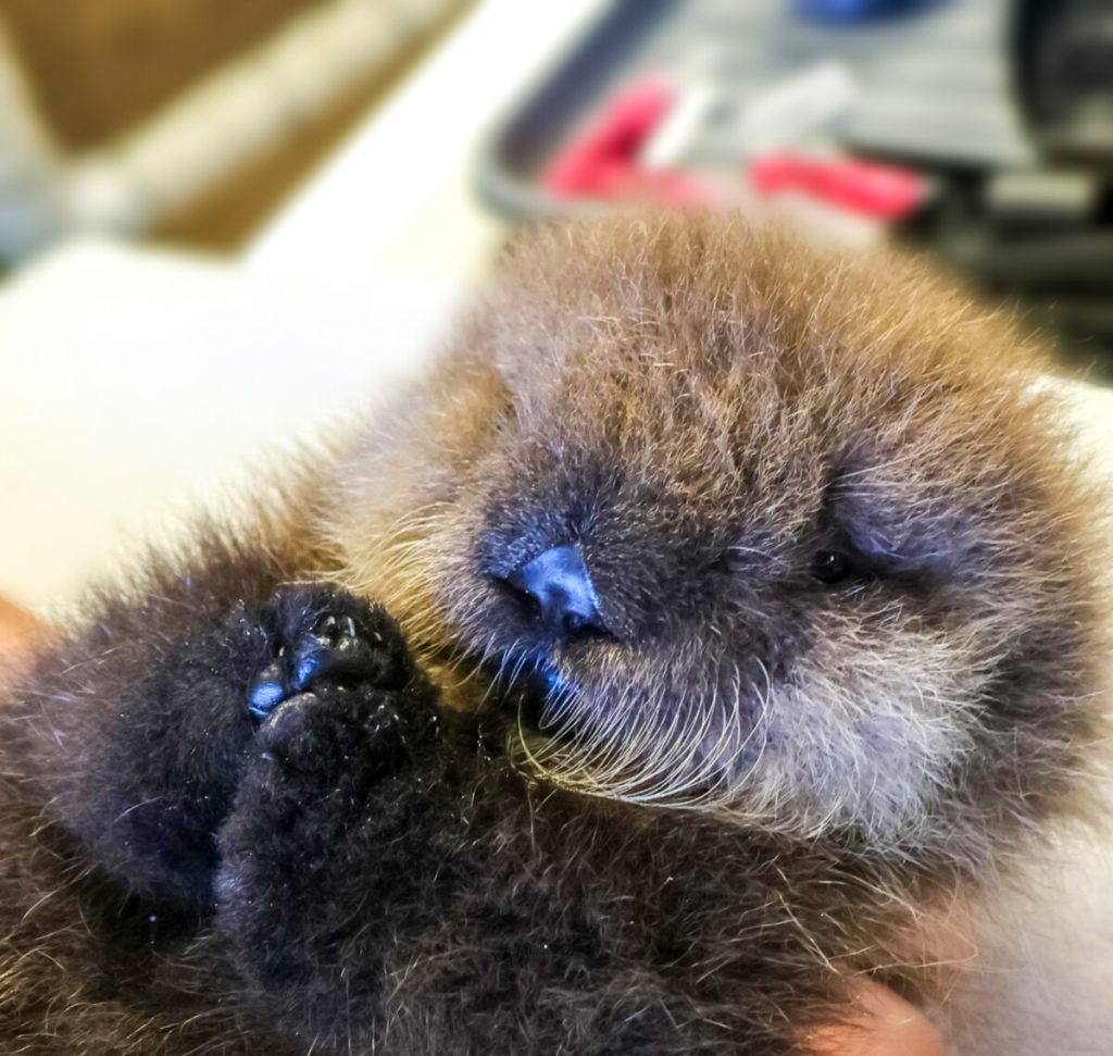 An otter with its hands clasped