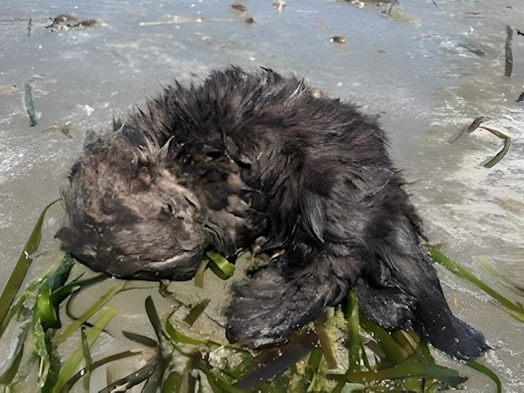 An otter on the shore