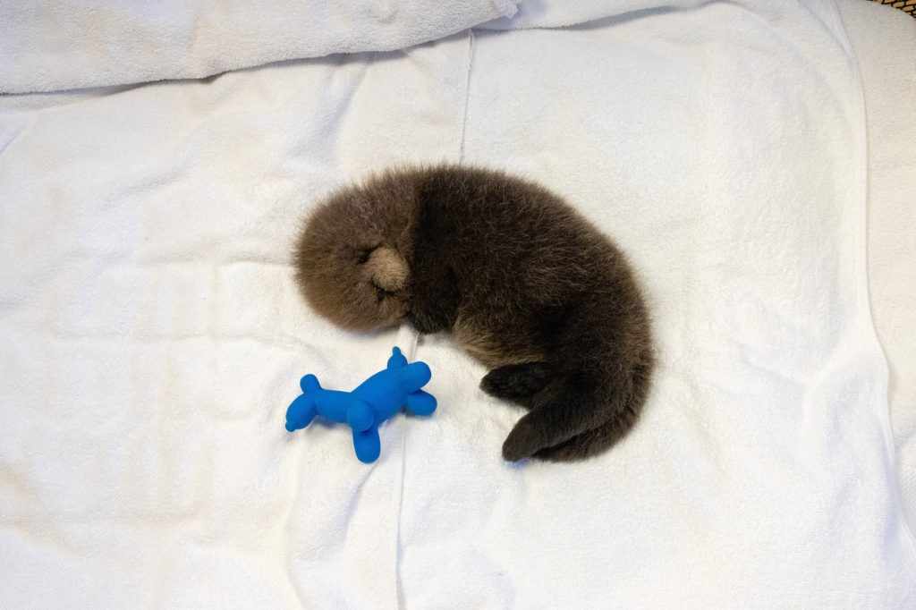 An otter pup on a bed