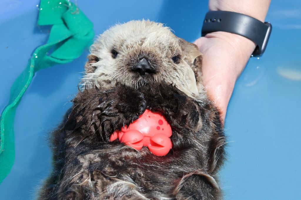In otter news, orphaned B.C. pup is thriving but unlikely to return to wild