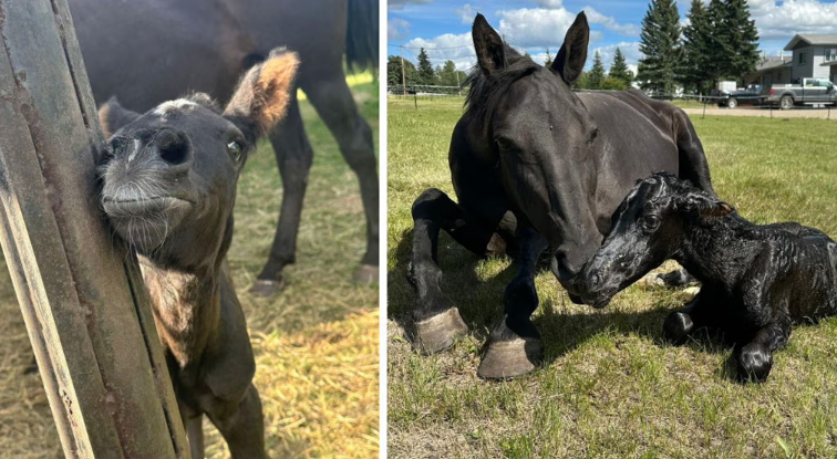 The BC SPCA says Journey, a horse that was found on a logging road near Fort St. John in July, has given birth to a health foal, named Journey. Journey is pictured on the left, and the pair is pictured on the right.