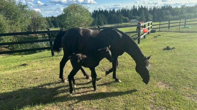 The BC SPCA says Journey, a horse that was found on a logging road near Fort St. John in July, has given birth to a health foal, named Journey.