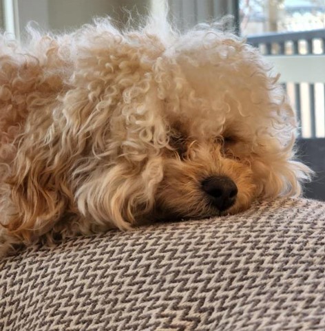 A maltipoo