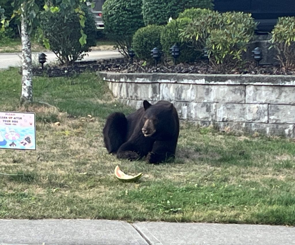 A bear, pictured here eating a watermelon, that was fed by locals and who "had a history of conflict behaviour" in a Coquitlam neighbourhood has been euthanized, the RCMP says. People are again being warned against feeding animals.