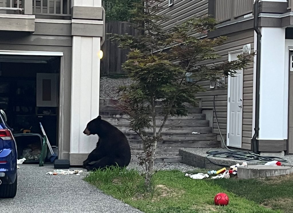 A bear, pictured here eating garbage near a home, that was fed by locals and who "had a history of conflict behaviour" in a Coquitlam neighbourhood has been euthanized, the RCMP says. People are again being warned against feeding animals. 