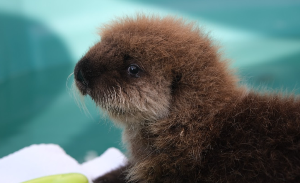 Luna, a sea otter pup rescued by the Marine Mammal Rescue Society, has officially arrived at the Vancouver Aquarium.