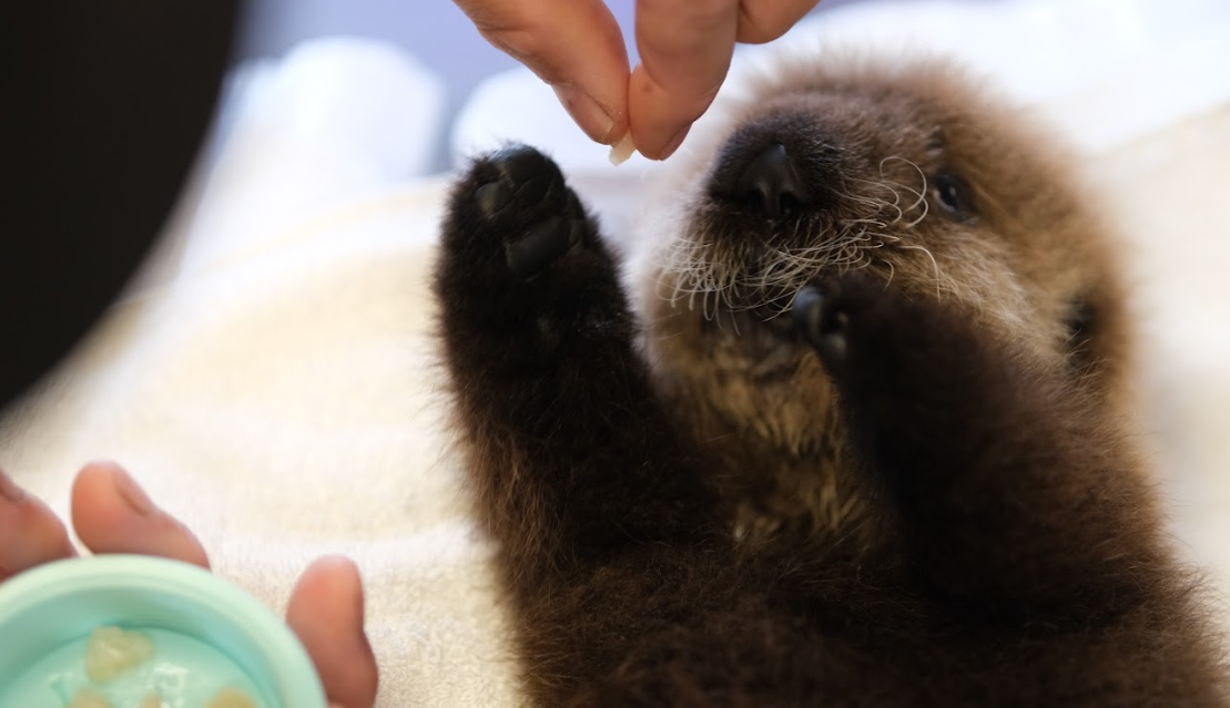 Vancouver Aquarium welcomes sea otter pups