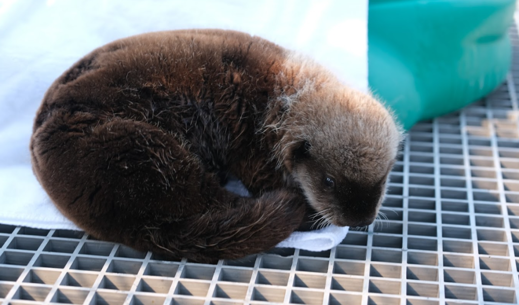 Tofino, a sea otter pup rescued by the Marine Mammal Rescue Society, has officially arrived at the Vancouver Aquarium.