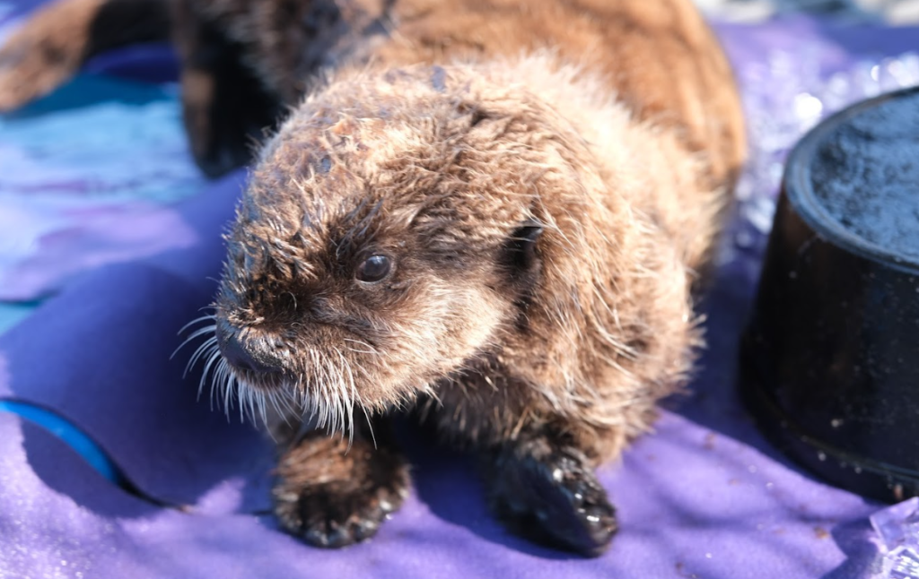 Tofino, a sea otter pup rescued by the Marine Mammal Rescue Society, has officially arrived at the Vancouver Aquarium.