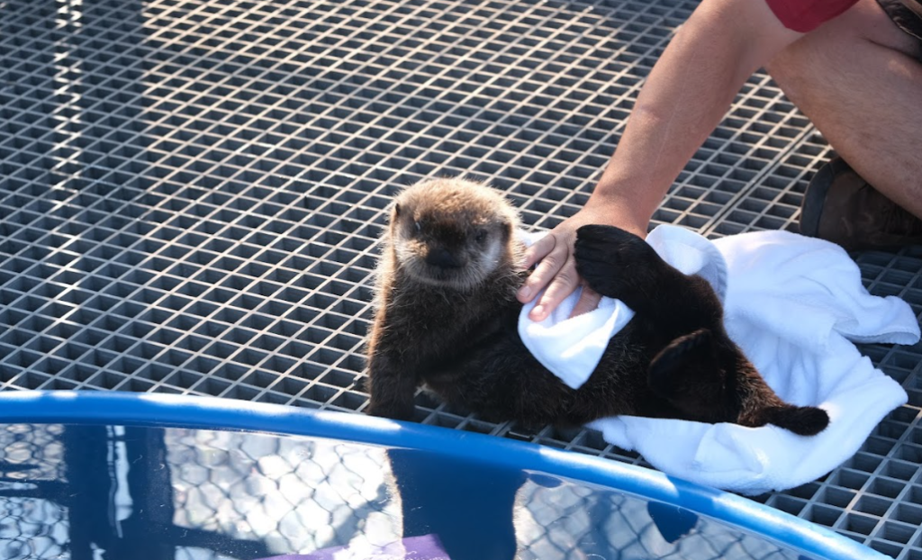 Tofino, a sea otter pup rescued by the Marine Mammal Rescue Society, has officially arrived at the Vancouver Aquarium.