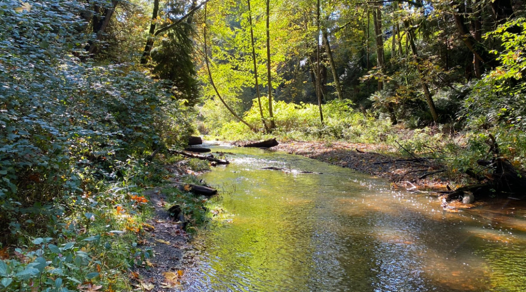 A stream in Metro Vancouver. The Pacific Streamkeepers Federation is asking you to refrain from building little rock dams or pools within streams and creeks, saying you could be affecting salmon in the area.