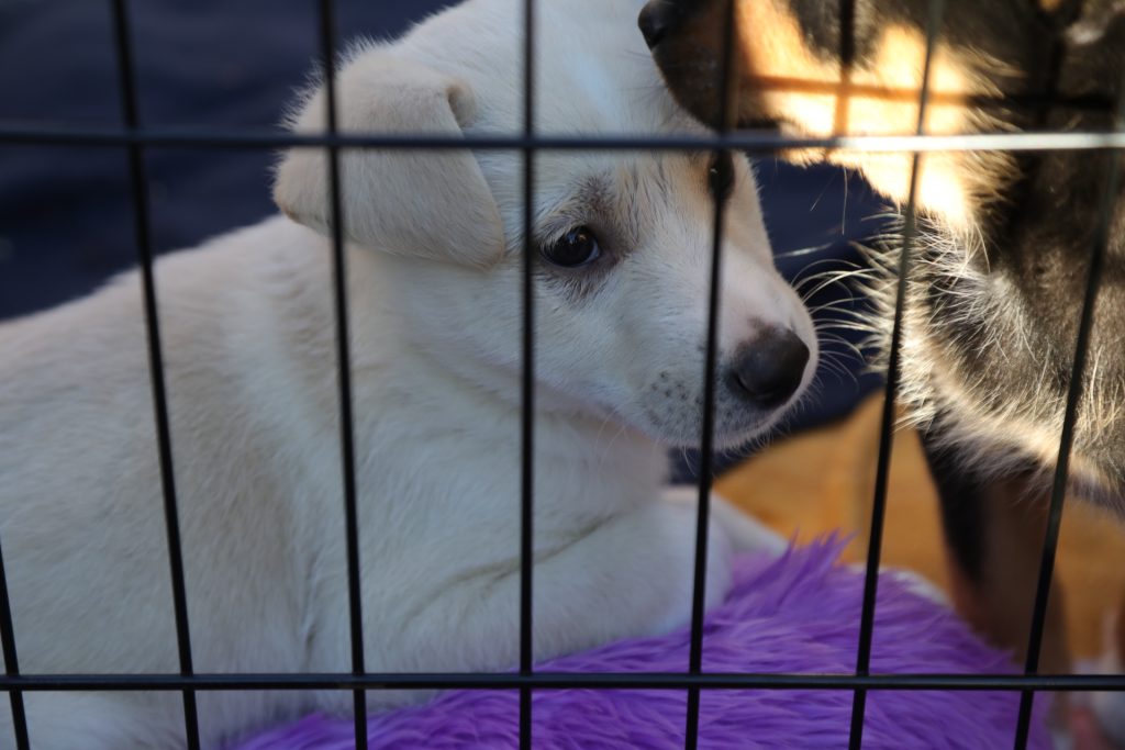 A puppy in a cage. A Langley animal shelter is pleading with breeders to think twice about new litters, as more animals are surrendered amid a cost-of-living crisis.