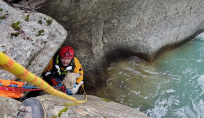 Squamish SAR members help rescue Maverick the dog, who fell into the Cheakamus River on Aug. 20.