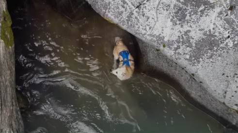 Squamish SAR members helped rescue Maverick the dog, who fell into the Cheakamus River on Aug. 20.