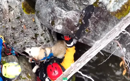 Squamish SAR members help rescue Maverick the dog, who fell into the Cheakamus River on Aug. 20.