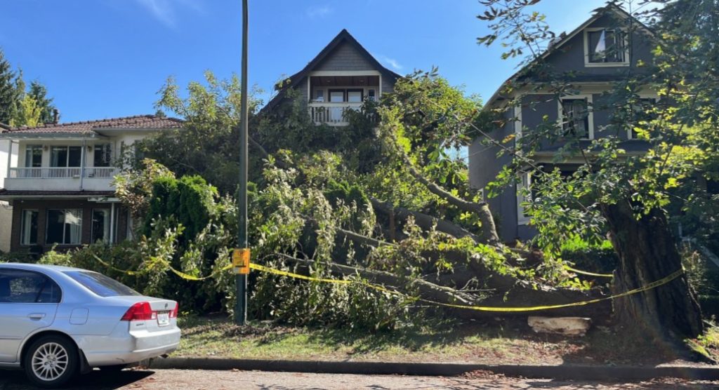 A tree has fallen on a house on East 10th Avenue near St. George Street in Vancouver.