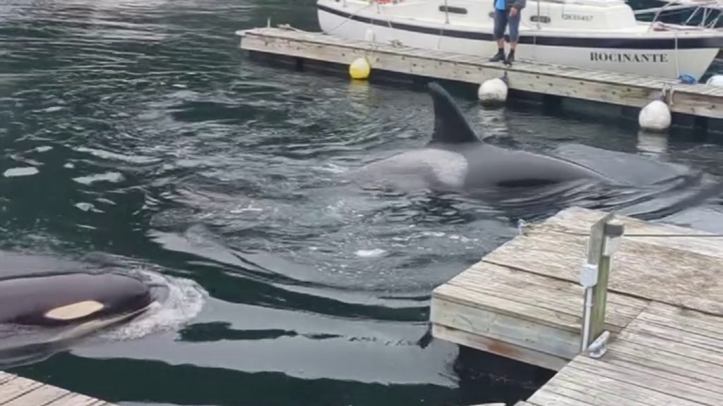 A pod of orcas surface in a marina