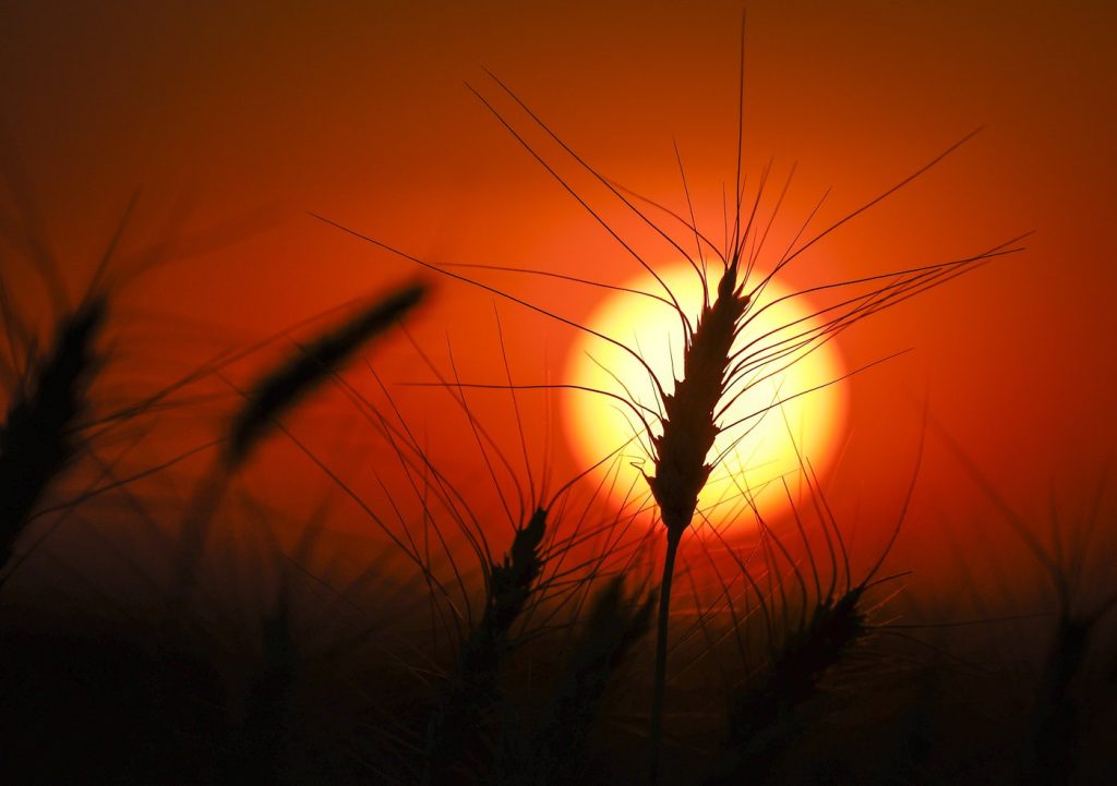 A head of wheat is silhouetted by the sun in a wheat crop near Cremona, Alta., Tuesday, Sept. 6, 2022. Extreme weather events like fires, floods, heat waves and droughts pose an increasing risk to Canada's food supply chain, putting pressure on prices all the way to the grocery store. THE CANADIAN PRESS/Jeff McIntosh